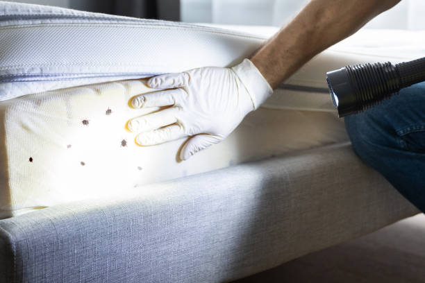 Best Wasp Removal Services  in Gold Beach, OR